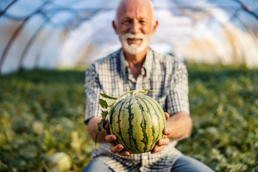 Die Geschichte der Wassermelone in der Küche Tradition trifft