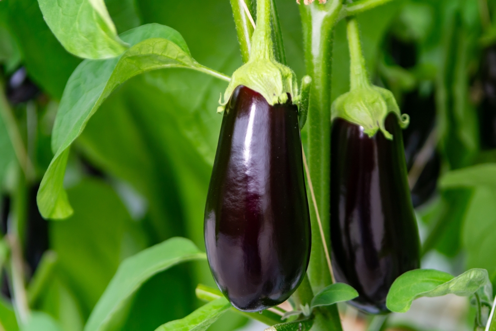 Kulinarische Reisen Entdecken Sie die Aubergine in verschiedenen Ländern