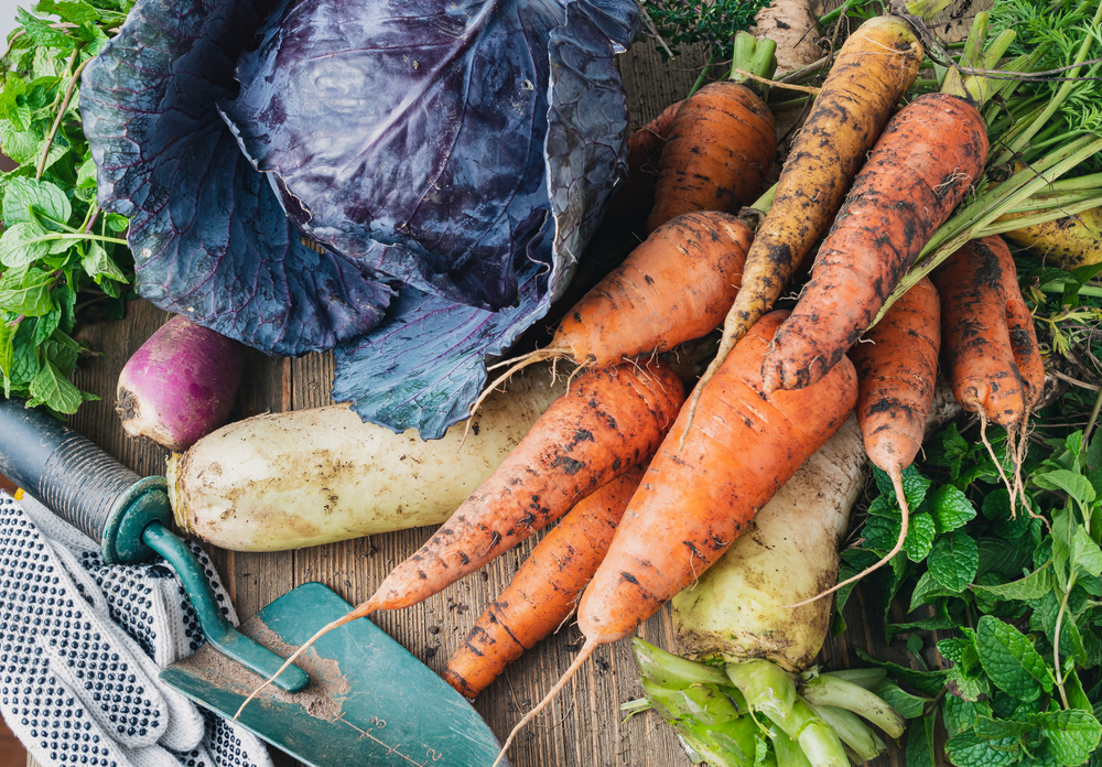 Wintergemüse Kreative Gerichte mit Rüben, Kohl, Pastinaken und Kürbis